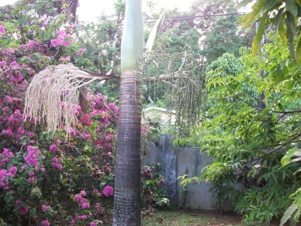 Villa Marl Self Catering Pointe La Rue Exterior foto